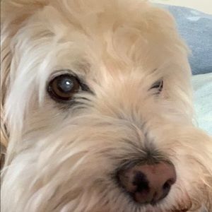 Meet your Posher, Joshua